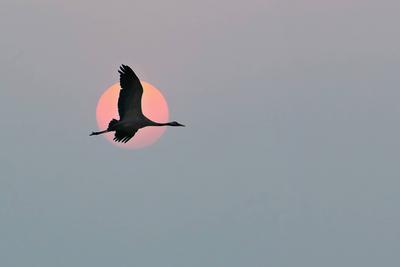 Kraniche fliegen am Himmel vor dem Mond. Zugv?gel auf dem Darss. Wildlife Foto aus der Natur in Deutschland *** Cranes f-stock-photo