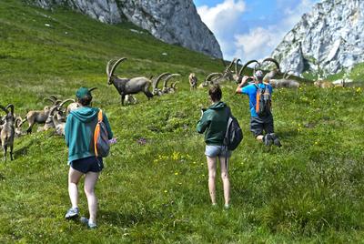 Abstand halten, Wanderer fotografieren eine Herde wilder Steinb?cke, Chablais, Frankreich *** Keep distance, hikers tak-stock-photo