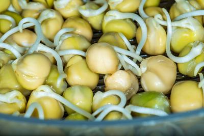 Kichererbsensprossen in der Makroansicht *** Chickpeas rungs in the Macro view 1093512517-stock-foto