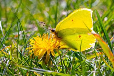 Ein Zitronenfalter, Gonepteryx rhamni, sitzt auf einer Loewenzahnbluete, Taraxacum, in der Naehe des Fleesensees am 15.0-stock-photo