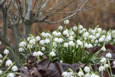 M?rzenbecher (Leucojum vernum var. carpathicum) McPHRM *** Marigold Leucojum vernum var carpathicum McPHRM McPHRM-stock-foto