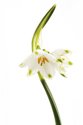 m?rzbecher *** snowdrop fmy-iiu-stock-foto