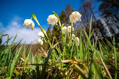 White spring snowflakes (Leucojum vernum) are blooming in the valley Polenztal Polenz Saxony Germany Reise FB_2020_1274-stock-foto