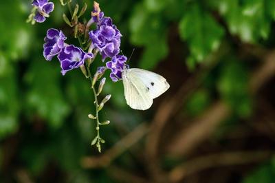 Butterfly on a flower A Butterfly sipping nectar from a flower in Sydney, NSW, Australia. Sydney New South Wales (NSW) A-stock-photo