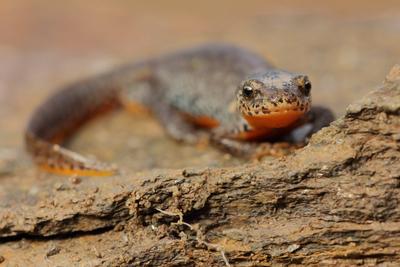Bergmolch (Ichthyosaura alpestris)-stock-photo