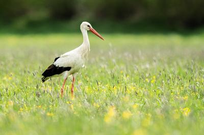 Ein Storch steht auf einem Feld bei Donaueschingen. Donaueschingen Baden-W?rttemberg Deutschland *** A stork stands in a-stock-foto