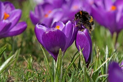 Der Fruehling kuendigt sich im Siegerland an, Krokusse bluehen im Schlosspark am Oberen Schloss in Siegen auf einer Wies-stock-foto