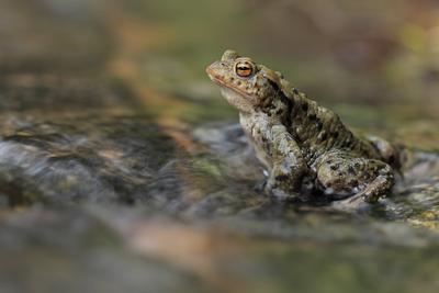 Erdkroete (Bufo bufo)-stock-foto