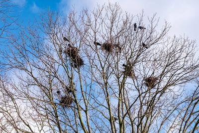 Rabenhorste in einem winterlichen Baum Das Bild zeigt mehrere Rabenhorste hoch in einem laublosen Baum. Der blaue Himmel-stock-photo