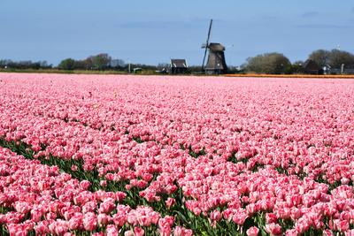 Breezand, Netherlands, May 2023. Typical dutch landscape; a mill and a flowering tulip field. Breezand, Netherlands, May-stock-photo
