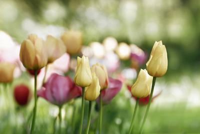 tulpen farben blumen garten fr?hling freizeit bunte Tulpen in offenen und geschlossenen Bl?tenformen. Aufgebl?hte in hel-stock-foto