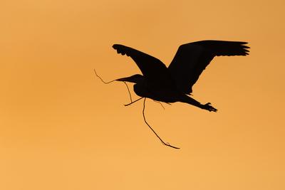 Graureiher, Grau-Reiher, Fischreiher, Fisch-Reiher (Ardea cinerea), im Flug mit Nestmaterial im Schnabel am fruehen Morg-stock-foto
