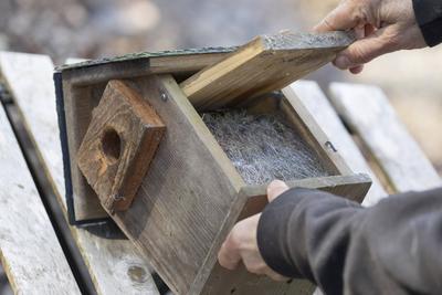 Nistkasten reinigen, Nistkasten ist voll von Nistmaterial, Deutschland cleaning the nest box, the nest box is full of ne-stock-photo