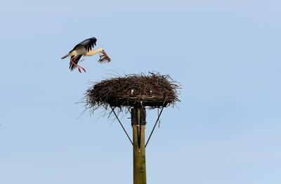 19.03.2020 xkhx Natur, Tiere, V?gel Storch ist der Wei?storch (Ciconia ciconia) Storch beim Nestbau *** 19 03 2020 xkhx-stock-foto