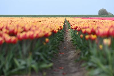 Tulpen bl?hen in der Niederlande Tulpen wachsen auf einem Tulpenfeld. Woldendorp Niederlande *** Tulips bloom in the Net-stock-photo