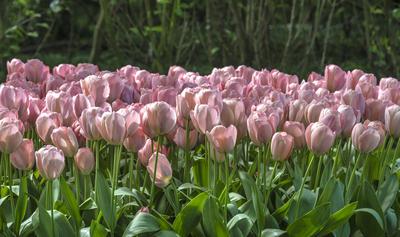 Spring tulip bulb field in garden at Lisse near Amsterdam Holland Netherlands-stock-foto