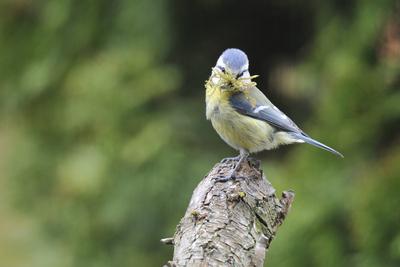 Blaumeise Blaumeise beim Nestbau. Blue tit nesting. Copyright: xZoonar.com/zoonar/KarinxJ?hnex 9088541-stock-foto
