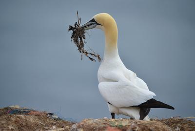 Basst?lpel mit Nestmaterial auf Helgoland *** Gannets with Nest material at Helgoland 1038804760-stock-foto