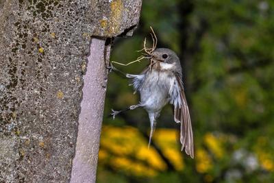 Halsbandschnaepper, Halsband-Schnaepper (Ficedula albicollis), Weibchen landet am Nistkasten mit Nistmaterial im Schnabe-stock-foto