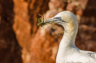 Basst?lpel mit Nistmaterial vor dem steilen Buntsandsteinfelsen der Insel Helgoland, Deutschland Northern Gannet (Morus-stock-foto