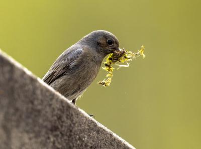 08.04.2024, Bad W?rishofen (Unterallg?u, Bayern). Heimische Singv?gel, ein Hausrotschwanz sitzt auf dem Dach, im Schnabe-stock-photo