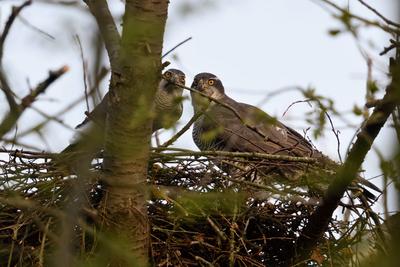 Nistvorbereitungen... Habicht ( Accipiter gentilis ), Habichtpaar auf dem Horst, beim Nestbau *** Nesting preparations..-stock-foto