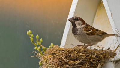 Tiere, Vogel, Sperling, Haussperling, Passer domesticus, beim Nestbau-stock-foto