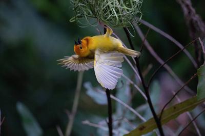Faszinierende Safari-Beobachtung: Gelber Webervogel beim Nestbau Ein leuchtend gelber Webervogel aus Kenia, Afrika, webt-stock-foto