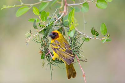 Gilbweber, Gilb-Weber, Pirolweber, Pirol-Weber (Ploceus galbula), Maennchen baut am Nest, Oman, Dhofar ruppell s weaver-stock-photo
