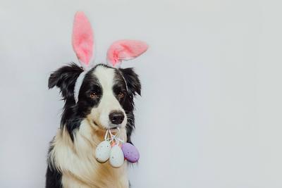 Konzept f?r frohe Ostern. Vorbereitung f?r den Urlaub. Cute Welpen Hund Border Collie tr?gt Hasenohren h?lt Ostern bunte Eier im Mund isoliert auf wei?em Hintergrund. Fr?hling Gru?karte.-stock-photo