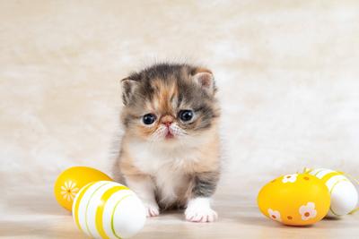 Felidae Katze mit Schnurrhaaren sitzt bei Ostereiern auf dem Tisch. Rasse exotische Katze, exotische Kurzhaar, Perser-stock-photo