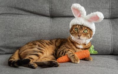 Bengal cat with a carrot toy and a headband with ears on his head. Bengal cat with a carrot toy and a headband with ears-stock-foto