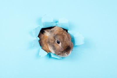 Curious easter bunny or rabbit peeking through a hole, holiday in spring, greeting card Curious easter bunny or rabbit p-stock-foto