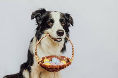 Konzept f?r frohe Ostern. Vorbereitung f?r den Urlaub. Cute Welpen Hund Border Collie h?lt Korb mit Ostern bunte Eier im Mund isoliert auf wei?em Hintergrund. Fr?hling Gru?karte.-stock-photo