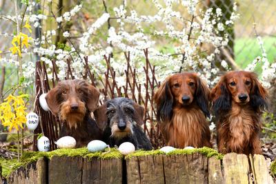 Langhaardackel, Langhaar-Dackel, Langhaarteckel, Langhaar-Teckel, Teckel, Dachshund (Canis lupus f. familiaris), zwei Ra-stock-photo