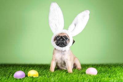 Mops Welpe mit Kaninchenohren auf dem Kopf neben Ostern gef?rbt farbige Eier auf einem gr?nen Hintergrund und Kunstrasen-stock-photo