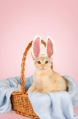 Kitten in a basket with a blue blanket. Kitten in a basket with a blue blanket. A funny kitten with bunny ears lies in a-stock-photo
