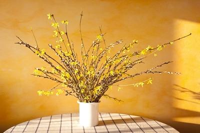 Bildnummer: 57966934  Datum: 06.03.2012  Copyright: imago/HankeStrau? in Vase mit Weidenk?tzchen (Salix) und Forsythie (forsythia) Gesellschaft GER xns x0x 2012 quer Ast Bienenfutter Bl?te Bl?tenstand Forsythie Fr?hling Knospe K?tzchen Osterstrau? Strauch Tisch Vase Weide Zweig Zweige dekoration grau weich  57966934 Date 06 03 2012 Copyright Imago Hanke Strauss in Vase with Pussy willow Salix and Forsythia Forsythia Society ger xns x0x 2012 horizontal Ast Bee forage blossom Inflorescence Forsythia Spring Bud Kittens Easter Strauss Shrub Table Vase Pasture Branch Branches Decoration grey soft-stock-foto