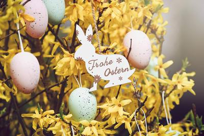 Osterhasen-Anh?nger mit Aufschrift Frohe Ostern an einem Forsythien-Strauch mit Ostereiern *** Easter bunny pendant with-stock-foto