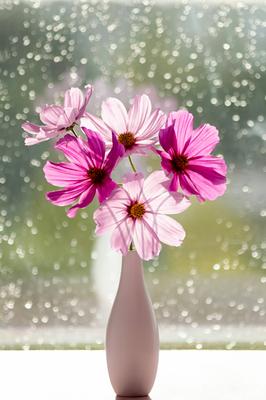 Ein Strau? sommerlicher Cosmea-Bl?ten in einer Vase. Rosa Cosmea-Bl?ten im Sonnenlicht.-stock-photo