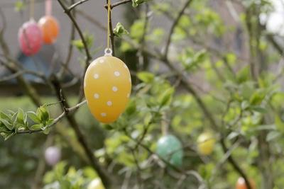 bunte Ostereier am einem Strauch zu Ostern in Berlin, Berlin Deutschland, Germany *** Bunte Easter eggs on a Bush to Eas-stock-foto
