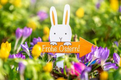 March 16, 2024: Easter bunny in a meadow with blooming flowers holding a sign with the inscription: Happy Easter! PHOTOM-stock-foto