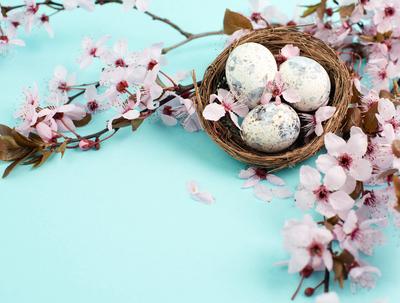 Bunte Ostereier in einem Vogelnest, rosa Kirschbl?ten, Urlaub Gru?karte, Fr?hling-stock-foto