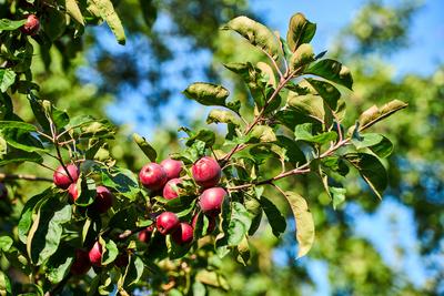 Bavaria, Germany - 26 July 2024: An apple tree full of ripe, red apples shines in the sunlight and symbolizes the abunda-stock-foto