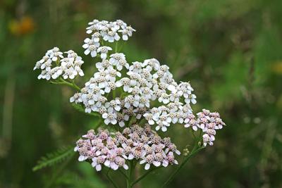 Wildblumen zur Bl?tezeit Die Wiesen-Schafgarbe zur Bl?tezeit im Sommer *** Wildflowers in bloom The meadow yarrow in blo-stock-foto