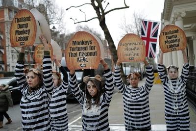PETA Monkey Protest in London-stock-foto