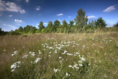 Gemeine Schafgarbe, Schafgarbe (Achillea millefolium), Wiese im Tal der Grossen Nete, Belgien, Antwerpen, Netevallei Ya-stock-photo