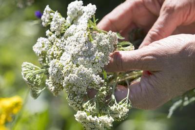 Wiesenschafgarbe, Wiesen-Schafgarbe, Gewoehnliche Schafgarbe, Gemeine Schafgarbe (Achillea millefolium), Schafgarbeernte-stock-photo