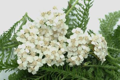 Gemeine Schafgarbe oder Gew?hnliche Schafgarbe, Achillea millefolium, Heilpflanze, die Heilkraft der Schafgarbe wird bei-stock-foto