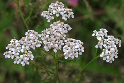 Wildblumen zur Bl?tezeit Die Wiesen-Schafgarbe zur Bl?tezeit im Sommer *** Wildflowers in bloom The meadow yarrow in blo-stock-foto